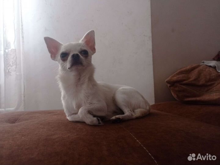 Чихуахуа мини вязка