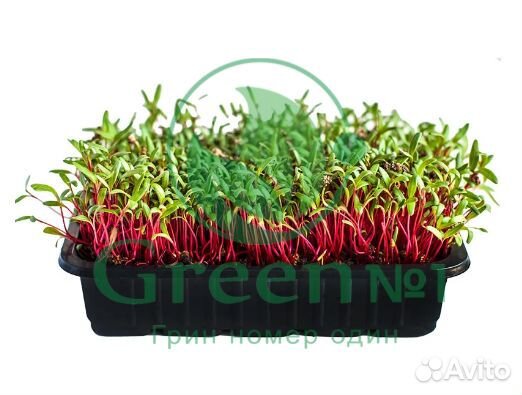 Семена для микрозелени