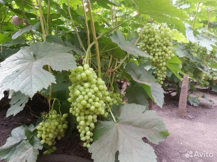 Саженцы винограда