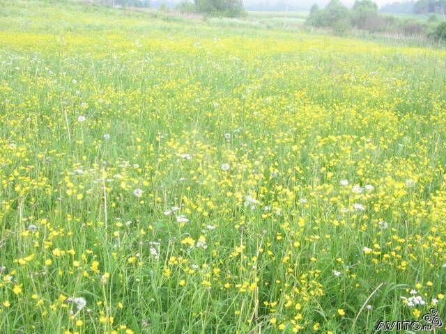 Участок 45 сот. (ИЖС)