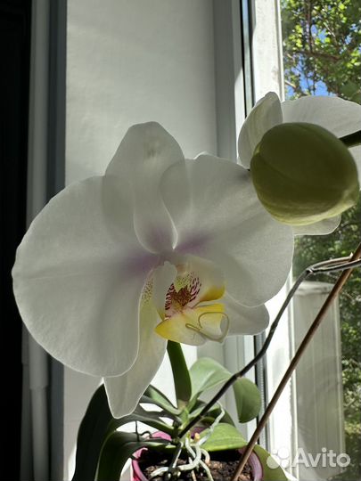 Орхидея фаленопсис