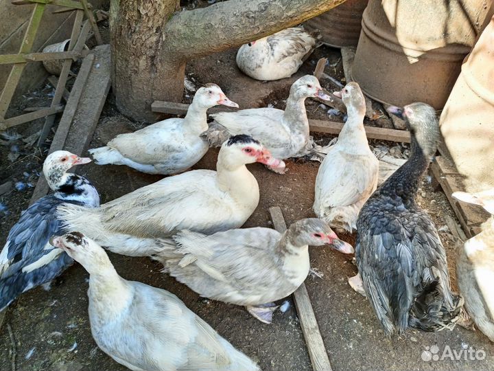 Селезни индо утки(мускусные)