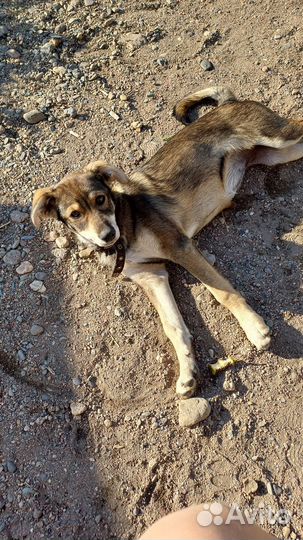 Собаке нужен дом