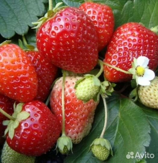 Рассада клубники ремонтантной