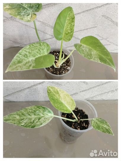 Филодендроны вариегатные 2