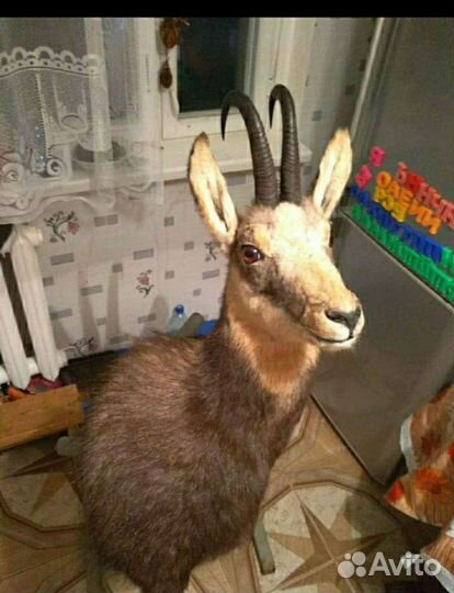 Чучело серны