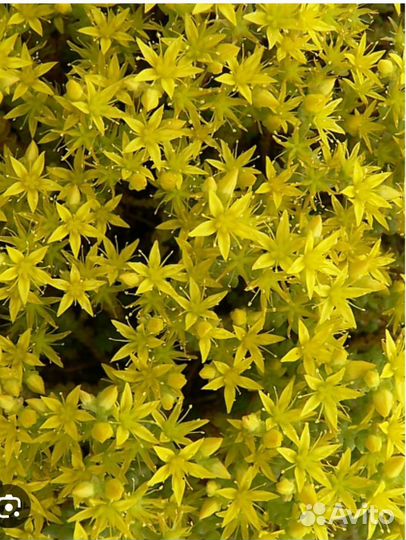 Очиток едкий