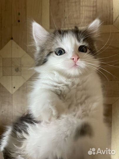 Котятки в добрые ручки