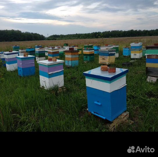 Пчелы