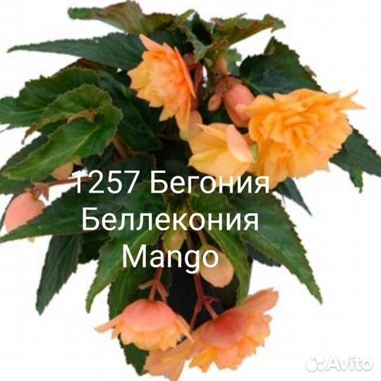 Бегония вегетативная