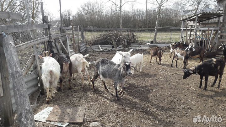 Молочные козы