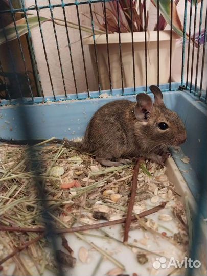 Иглистые мыши и Дегу- Чилийская белка (малыши)