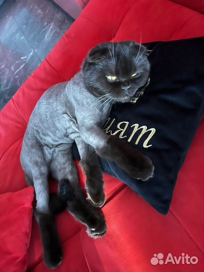 Кошка шотландская вислоухая