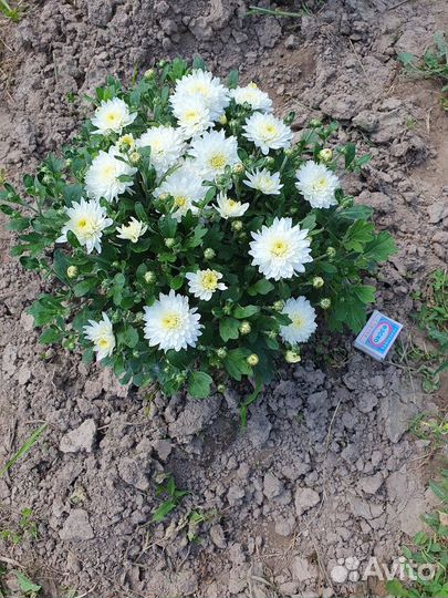 Саженцы хризантем