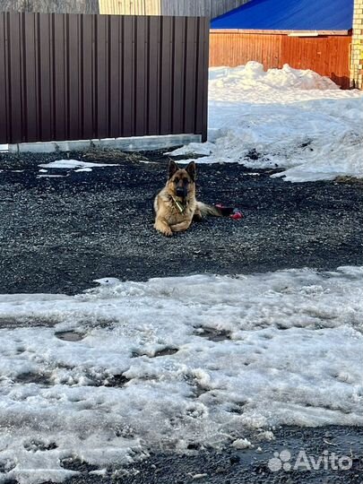 Немецкая овчарка, кобель.вязка
