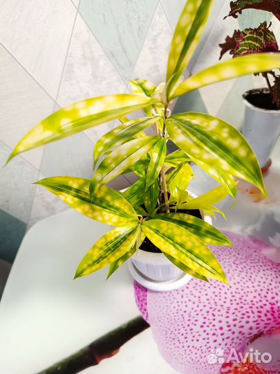 Драцена суркулоза