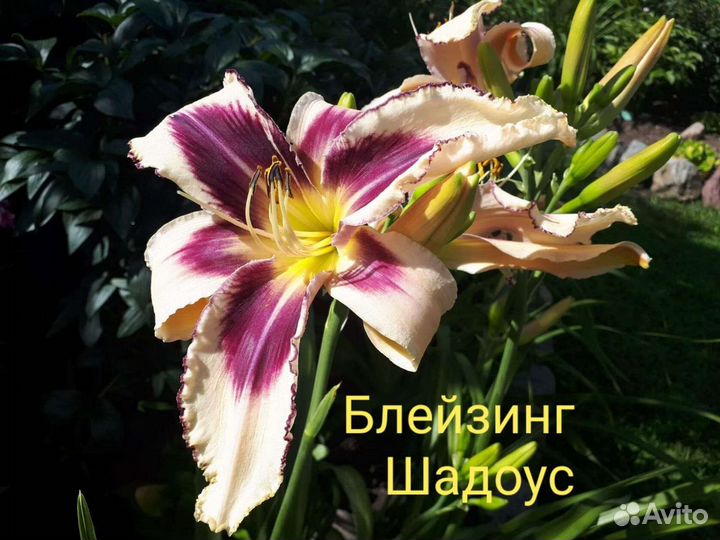 Лилейники Коллекционные