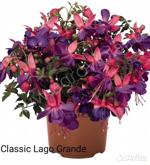 Фуксия ампельная черенки