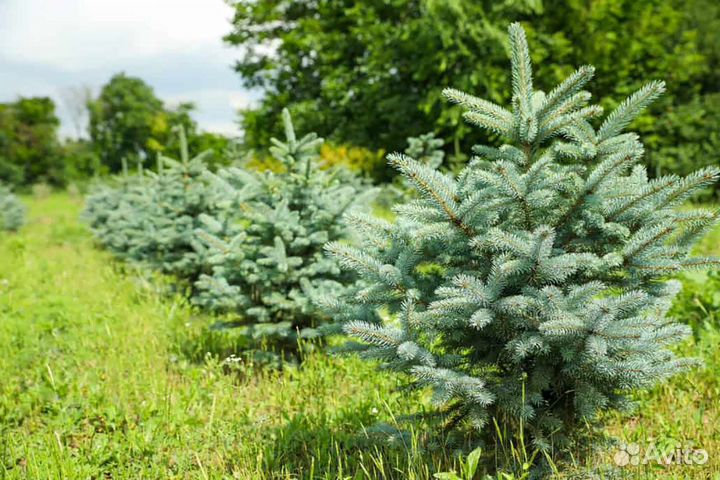 Саженцы Ель голубая Глаука и крупномеры