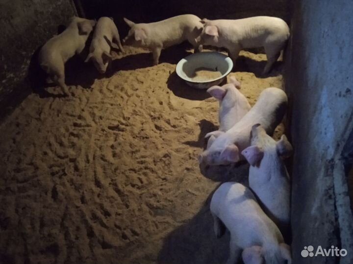 Поросята ландрас дюрок