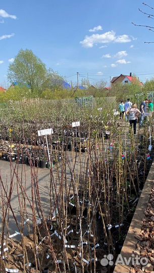 Лиственные деревья и кустарники