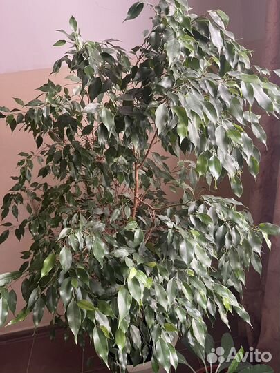 Фикус бенджамина большой