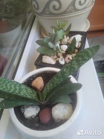 Мини- садики суккуленты