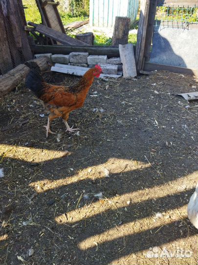 Домашние Петушки