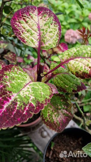 Черенки декоративных растений