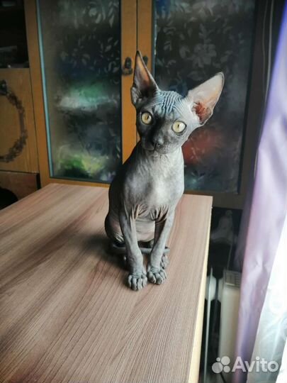 Канадский сфинкс котенок девочка