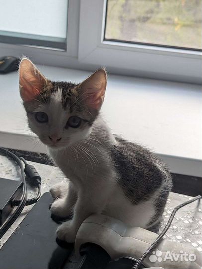 Котенок в добрые руки