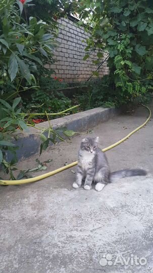 Вислоухий котик