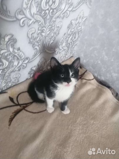 Кот