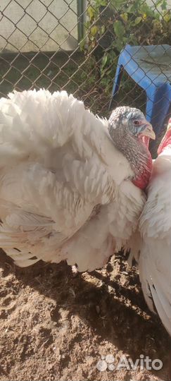 Мясо индюка