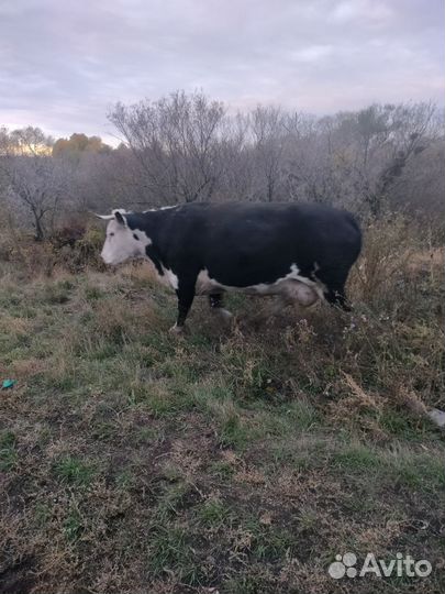 Корова дойная с теленком
