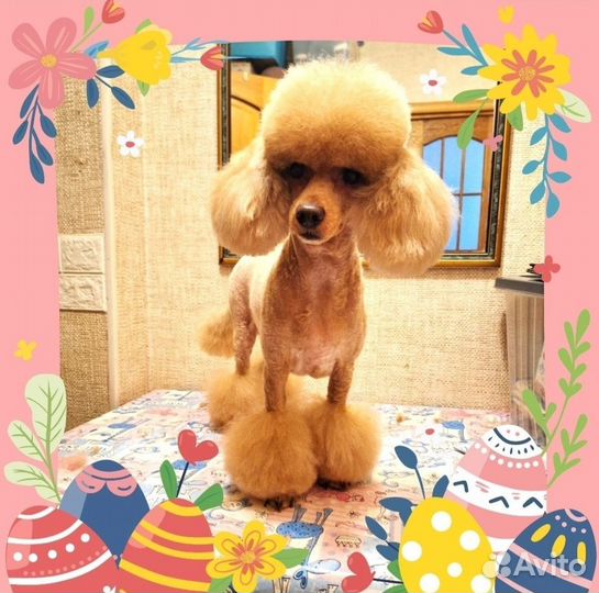 Груминг собак и кошек с выездом на дом