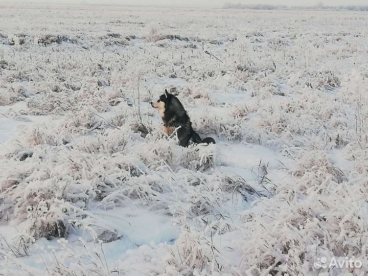 Вязка сибирский хаски