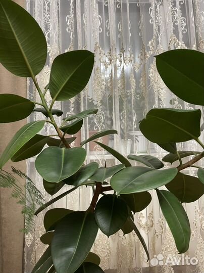 Фикус каучуконосный