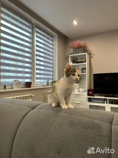 Трехцветный котенок девочка