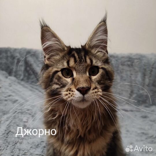 Джорно и Грозный