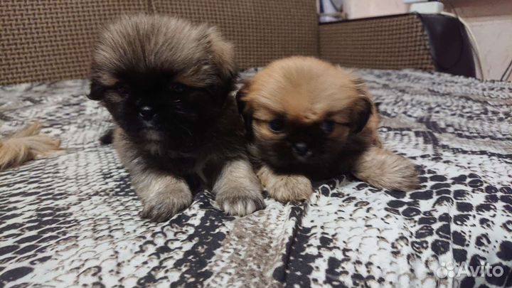 Щенки пекинеса