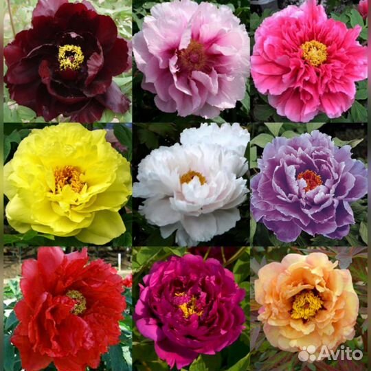 Пионы сортовые