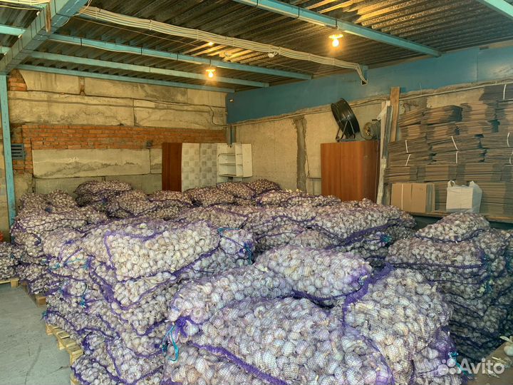 Фермерский урожай чеснок Любаша