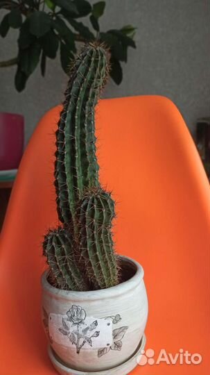 Большой кактус