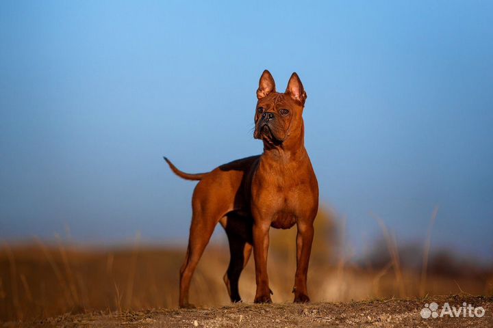 Собака модель редкой породы для фотосесии