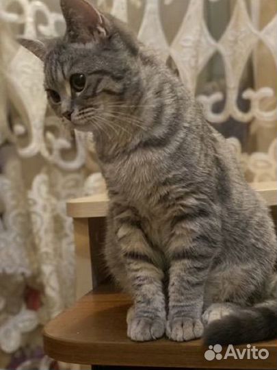 Кошка в добрые руки
