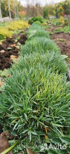 Кнефофия, пенисетум, гвоздика, сентябринки