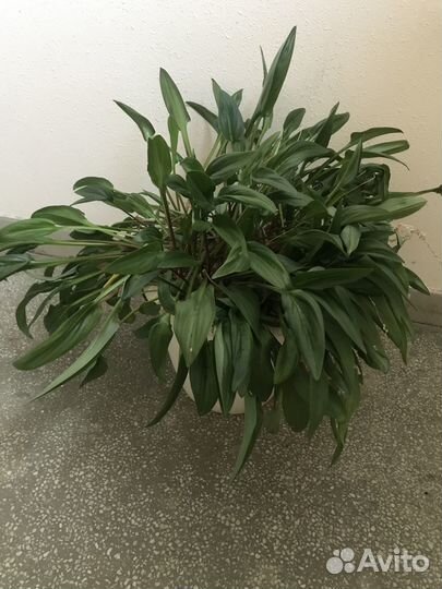 Комнатные цветы