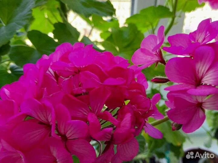 Пеларгонии разные