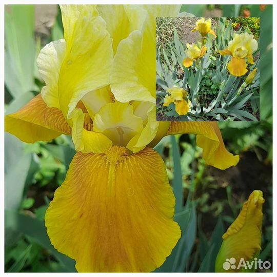 Ирисы бородатые сортовые